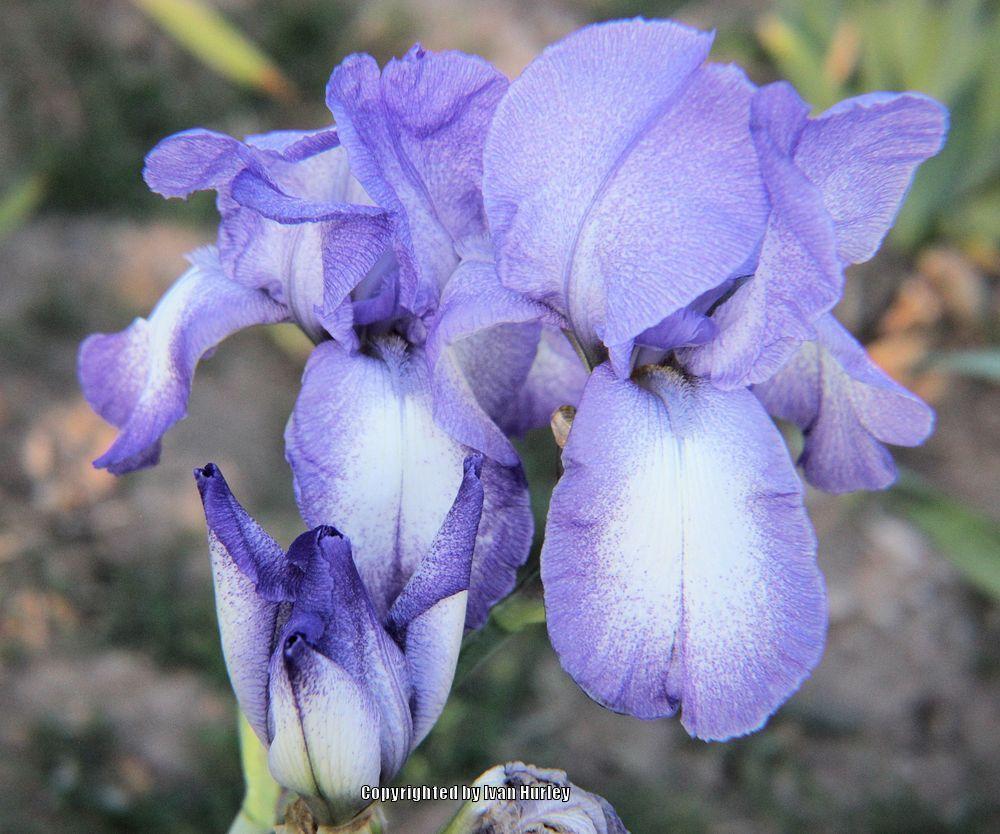 Photo of Tall Bearded Iris (Iris 'Blue Shimmer') uploaded by Ivan_N_Tx