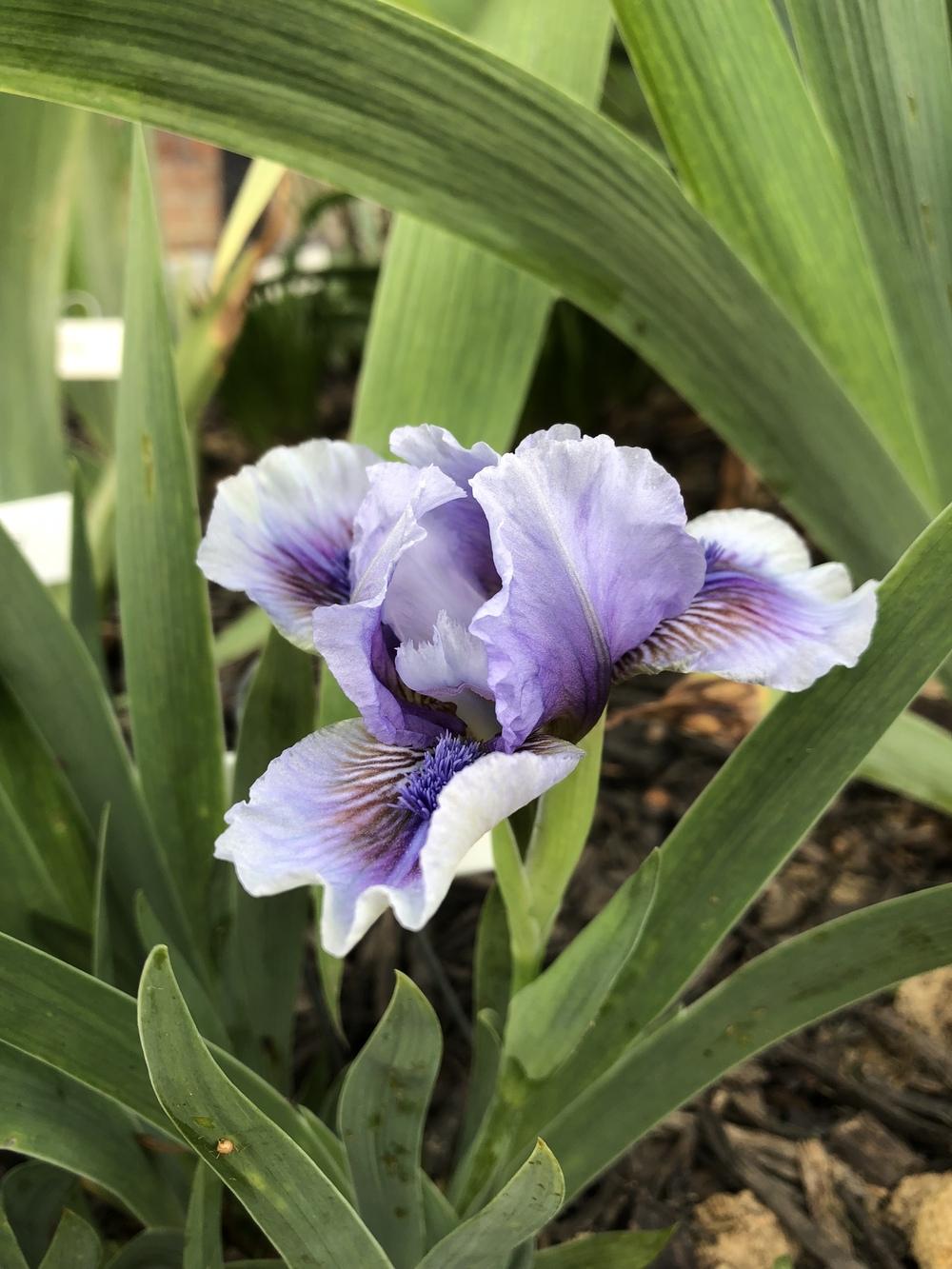 Photo of Standard Dwarf Bearded Iris (Iris 'It's Not Over') uploaded by TNLaura