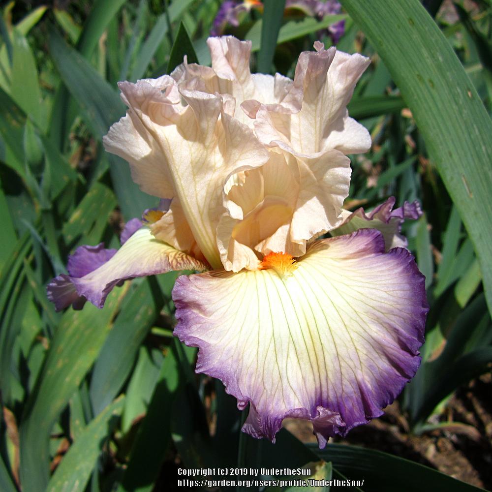 Photo of Tall Bearded Iris (Iris 'Ginny Mitchell') uploaded by UndertheSun