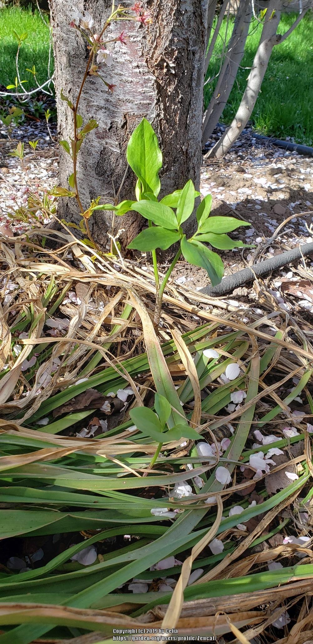 Photo of Dragon Arum (Dracunculus vulgaris) uploaded by Zencat