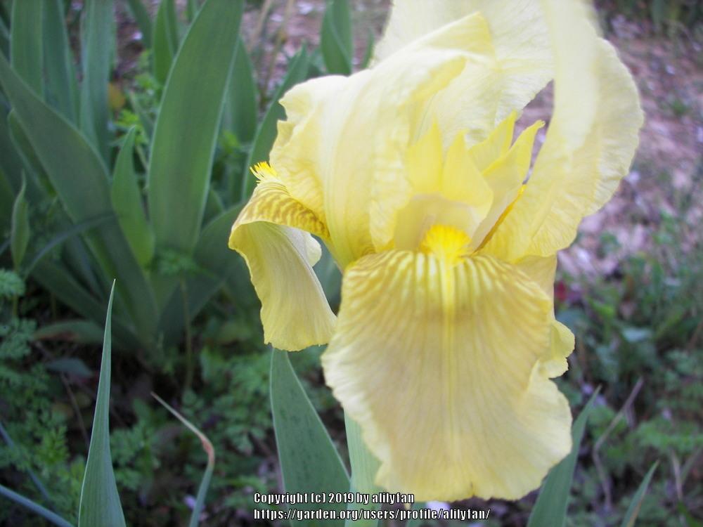 Photo of Standard Dwarf Bearded Iris (Iris 'Baby Blessed') uploaded by alilyfan