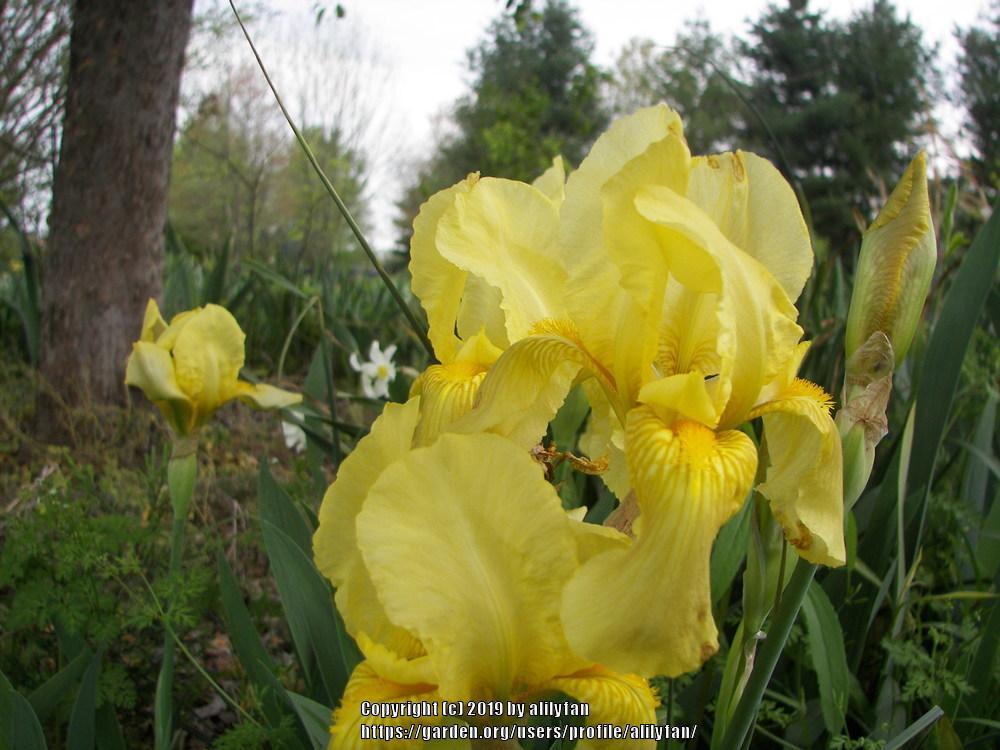 Photo of Standard Dwarf Bearded Iris (Iris 'Baby Blessed') uploaded by alilyfan