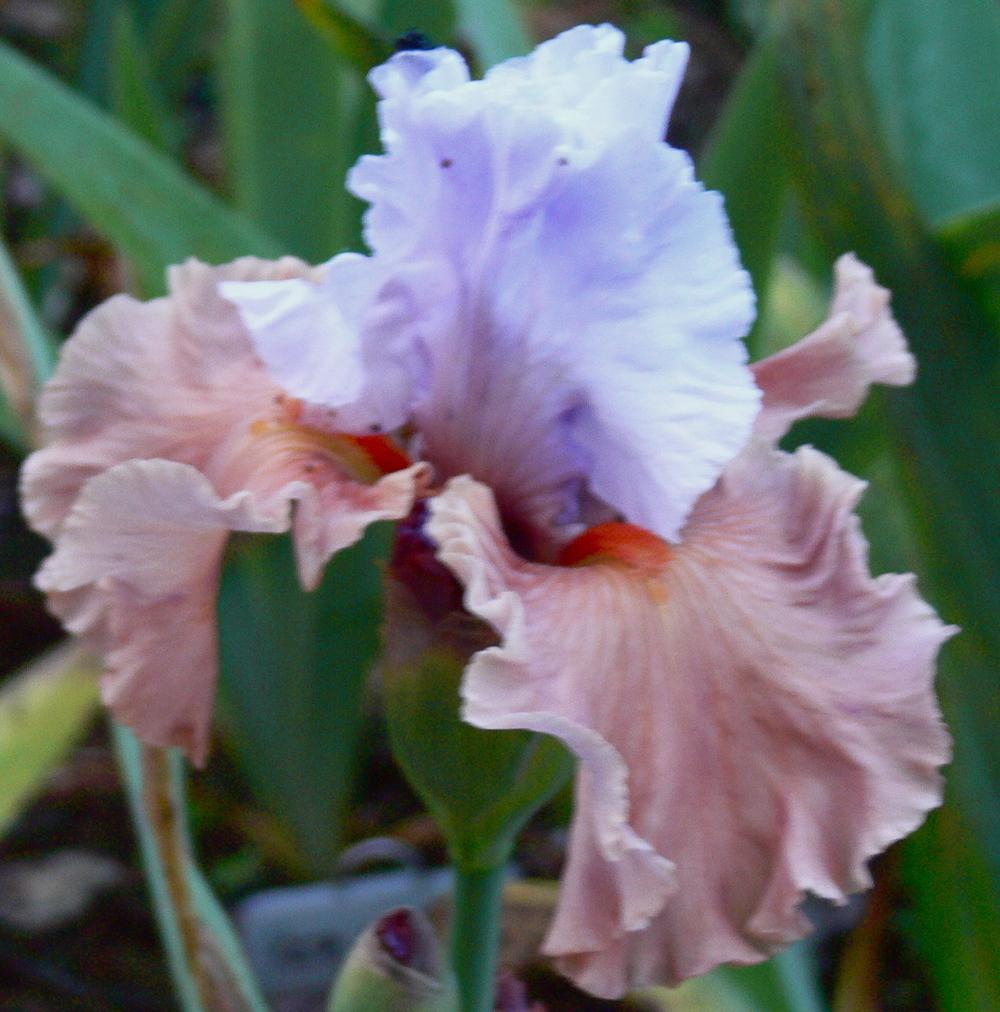 Photo of Border Bearded Iris (Iris 'Infatuate') uploaded by janwax
