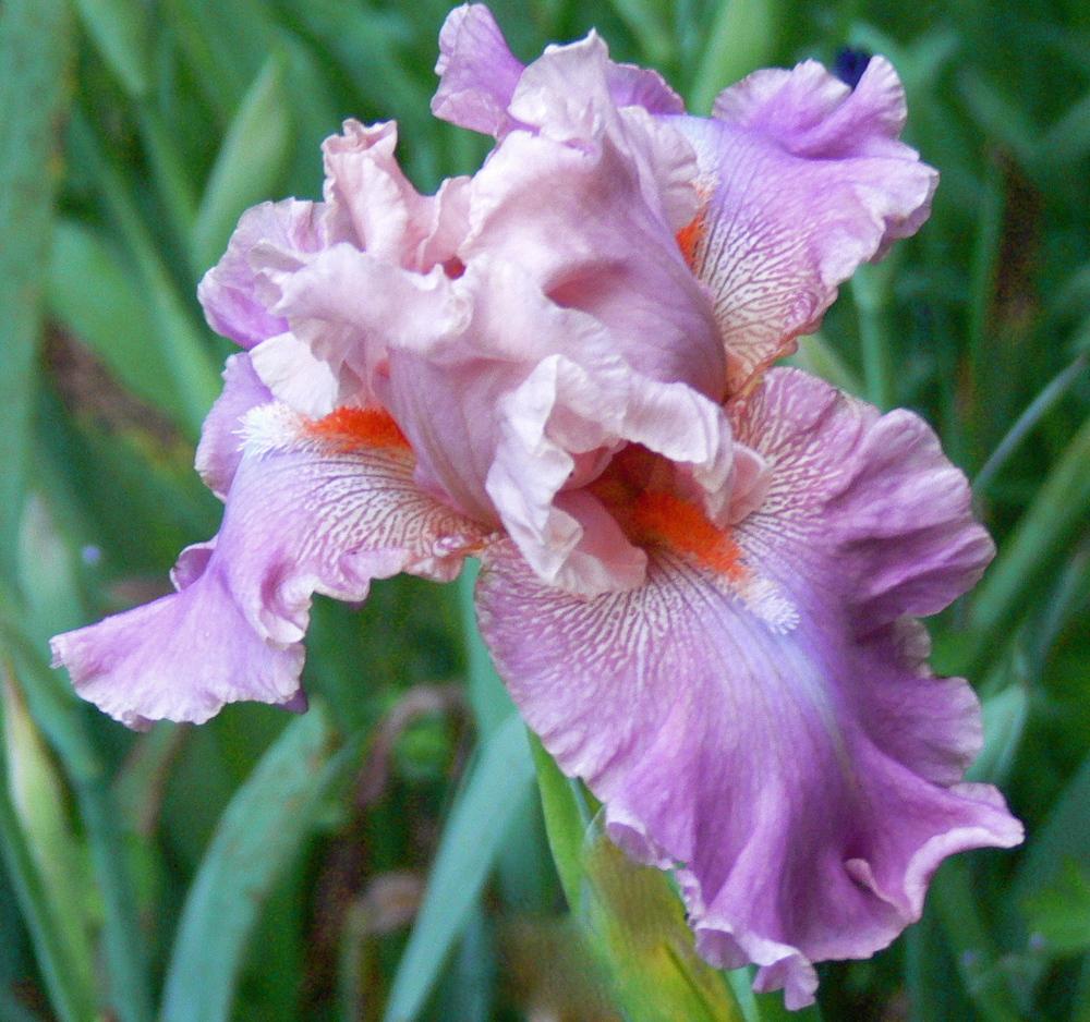 Photo of Tall Bearded Iris (Iris 'Velvet Valentine') uploaded by janwax