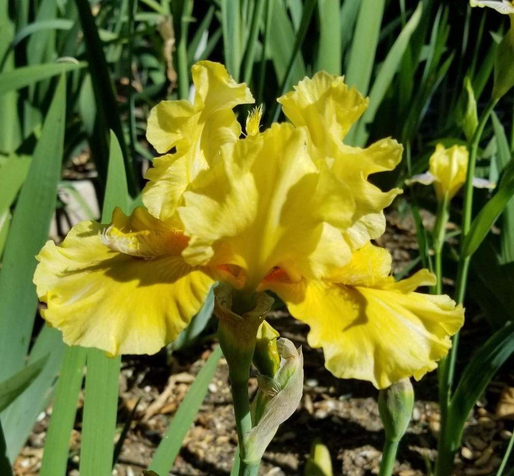 Photo of Intermediate Bearded Iris (Iris 'Visual Pleasure') uploaded by jigs1968