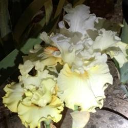Location: San Rafael, CA
Date: 2019-04-19
Midnight madness with flash light.   Old flower white, new flower