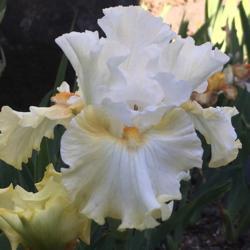 Location: San Rafael, CA
Date: 2019-04-18
Older bloom white, bloom unfurling yellow