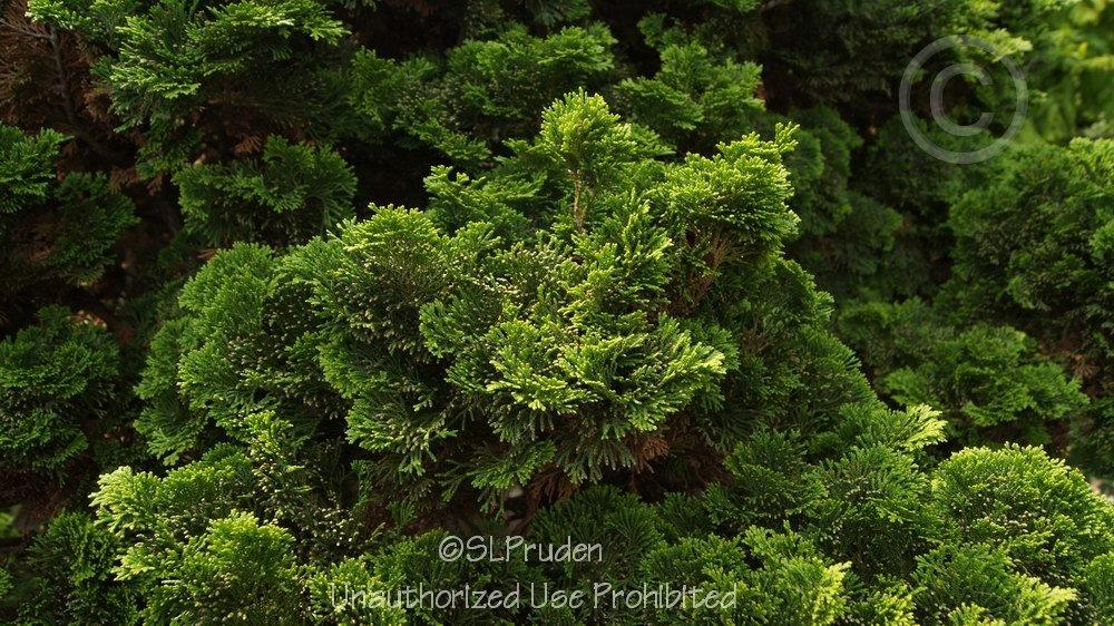 Photo of Hinoki Cypress (Chamaecyparis obtusa 'Nana Gracilis') uploaded by DaylilySLP