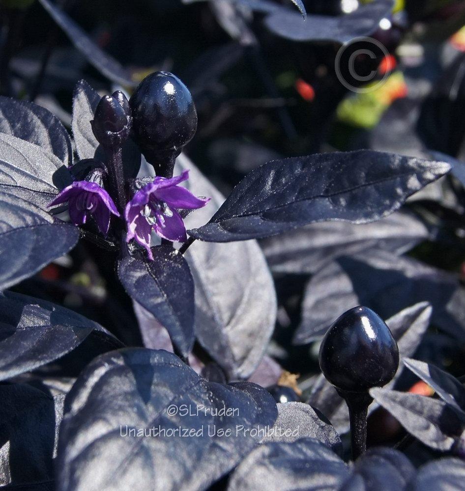 Photo of Ornamental Pepper (Capsicum annuum 'Black Pearl') uploaded by DaylilySLP