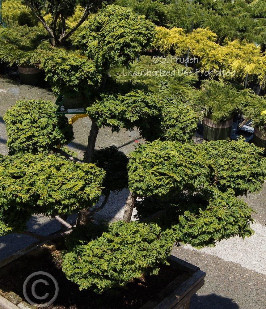 Photo of Hinoki Cypress (Chamaecyparis obtusa 'Kosteri') uploaded by DaylilySLP