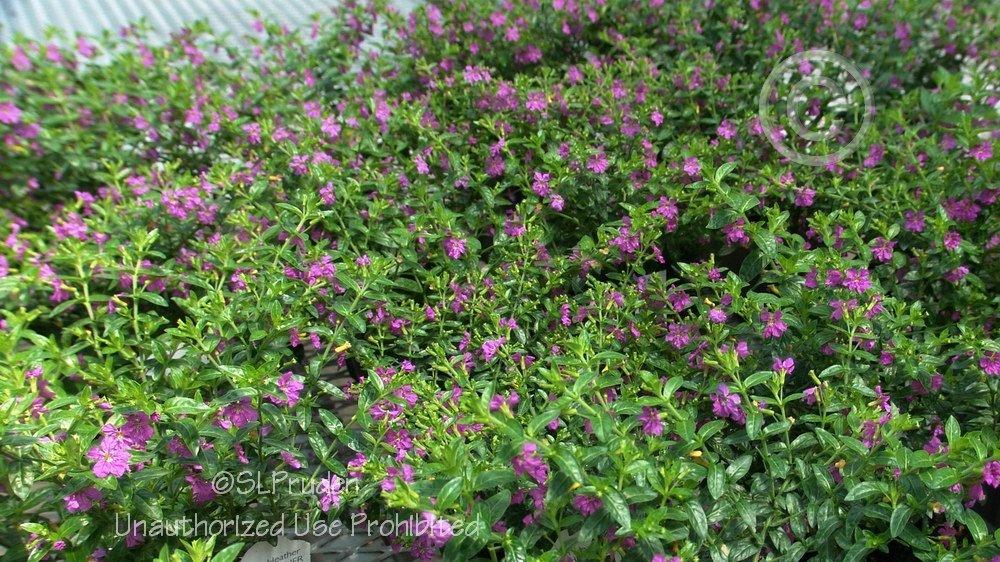 Photo of Mexican Heather (Cuphea hyssopifolia) uploaded by DaylilySLP