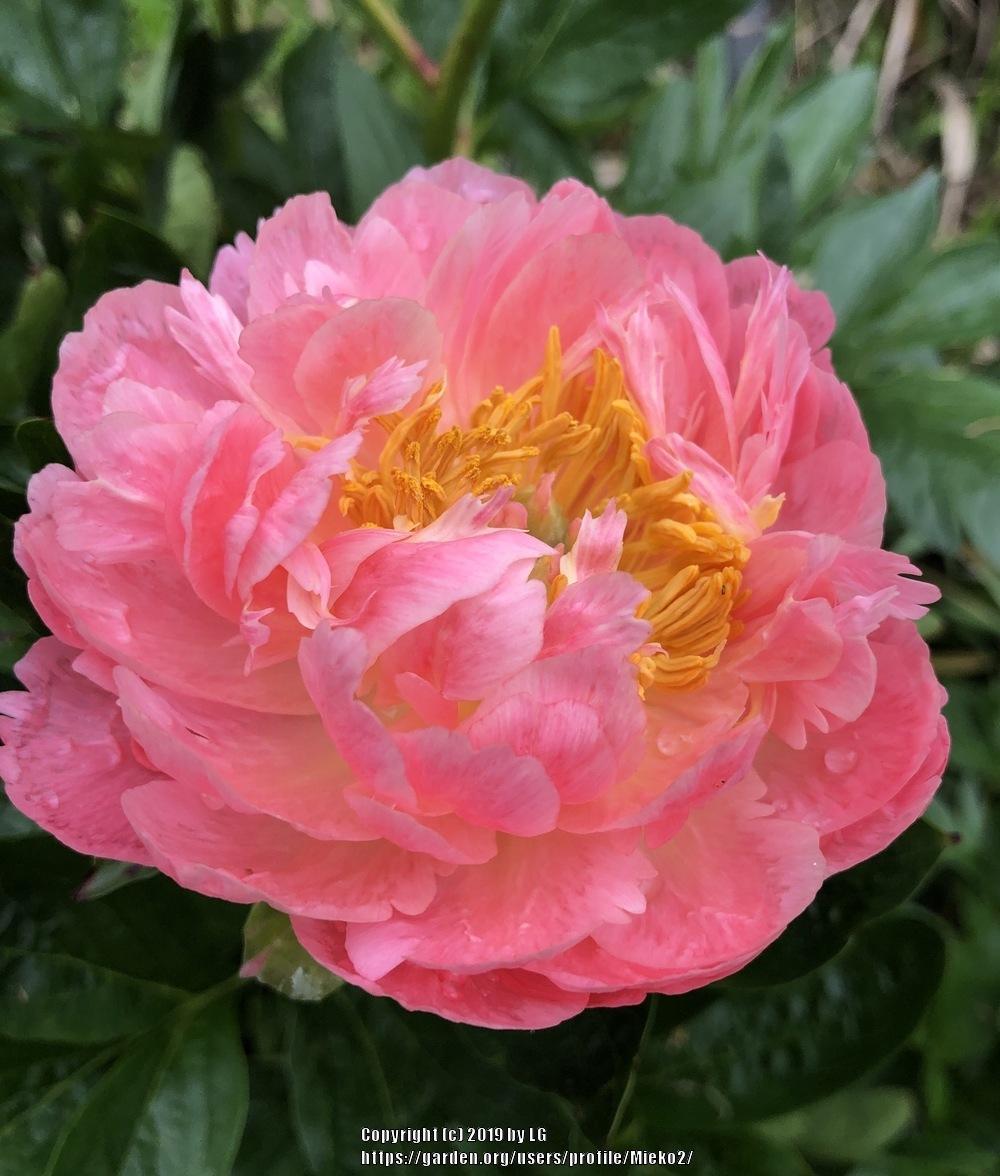 Photo of Peony (Paeonia 'Coral Sunset') uploaded by Mieko2