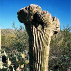 Location: Saguaro National Park, Arizona, US
Date: 2008