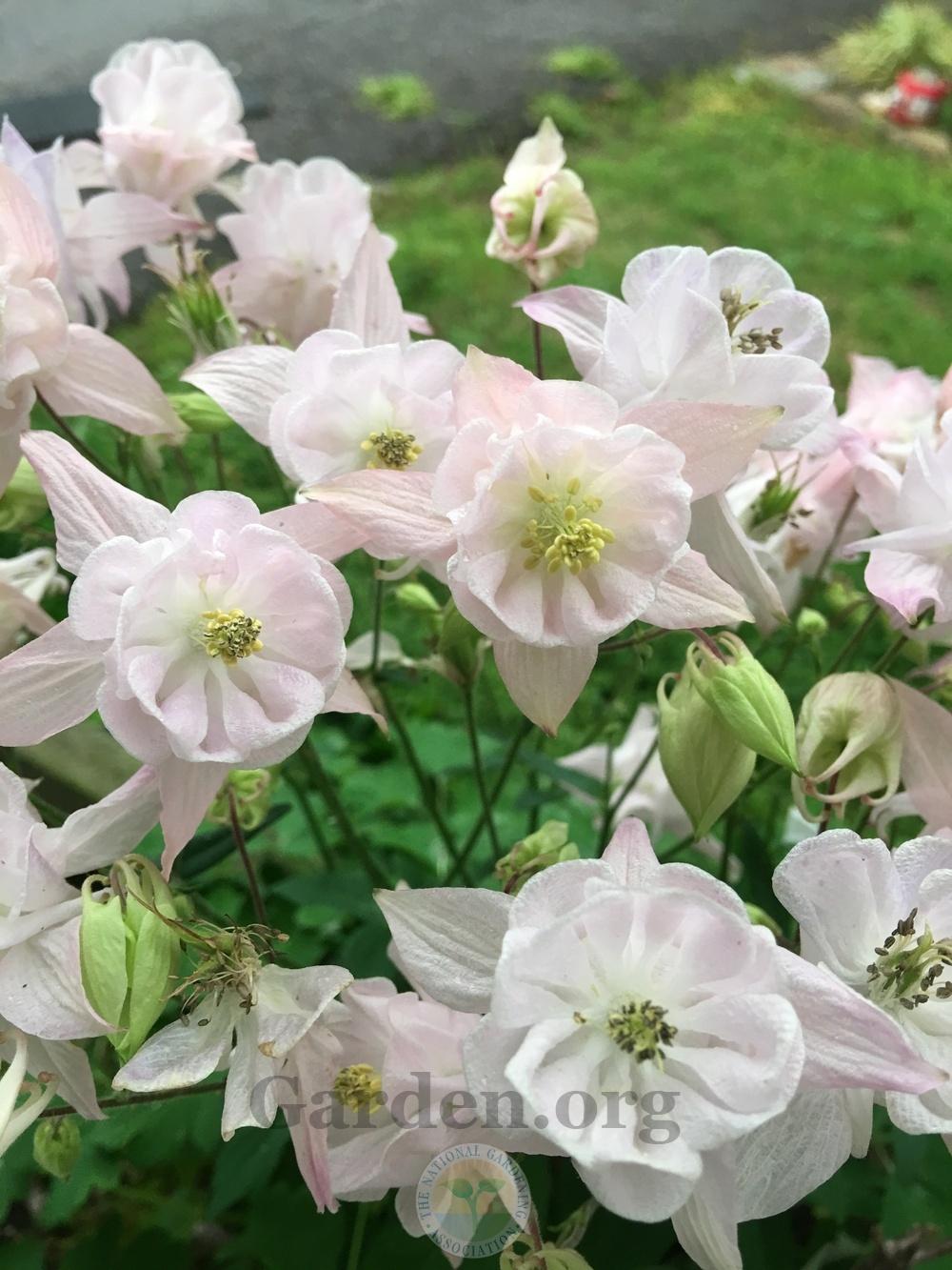 Photo of Columbines (Aquilegia) uploaded by chickhill