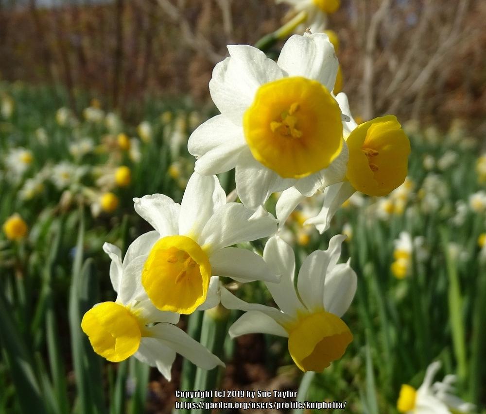 Photo of Tazetta Daffodil (Narcissus tazetta subsp. tazetta) uploaded by kniphofia