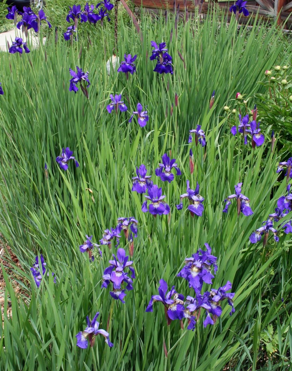 Photo of Siberian Iris (Iris 'Caesar's Brother') uploaded by lauribob