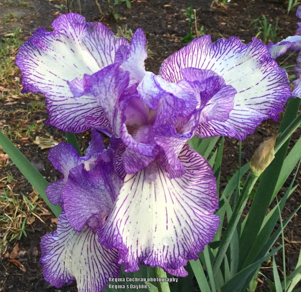 Photo of Tall Bearded Iris (Iris 'Autumn Circus') uploaded by scflowers