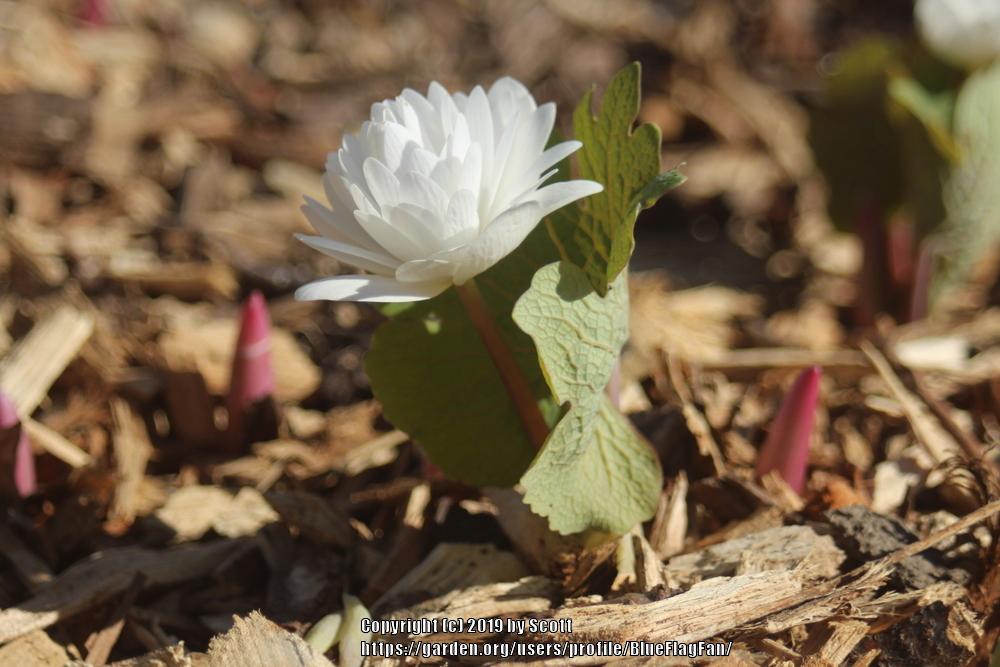 Photo of Bloodroot (Sanguinaria canadensis 'Multiplex') uploaded by BlueFlagFan