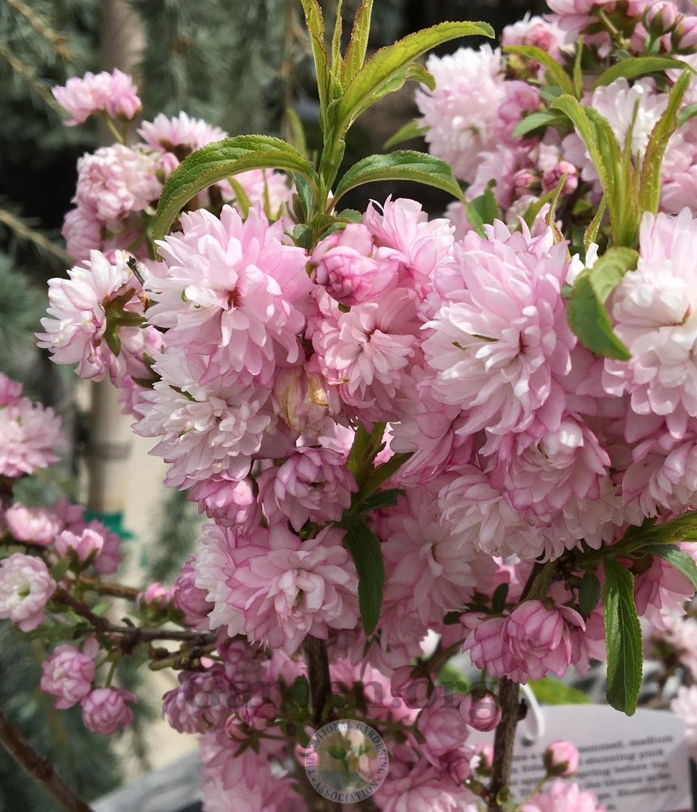 Photo of Pink Flowering Almond (Prunus glandulosa 'Sinensis') uploaded by BlueOddish