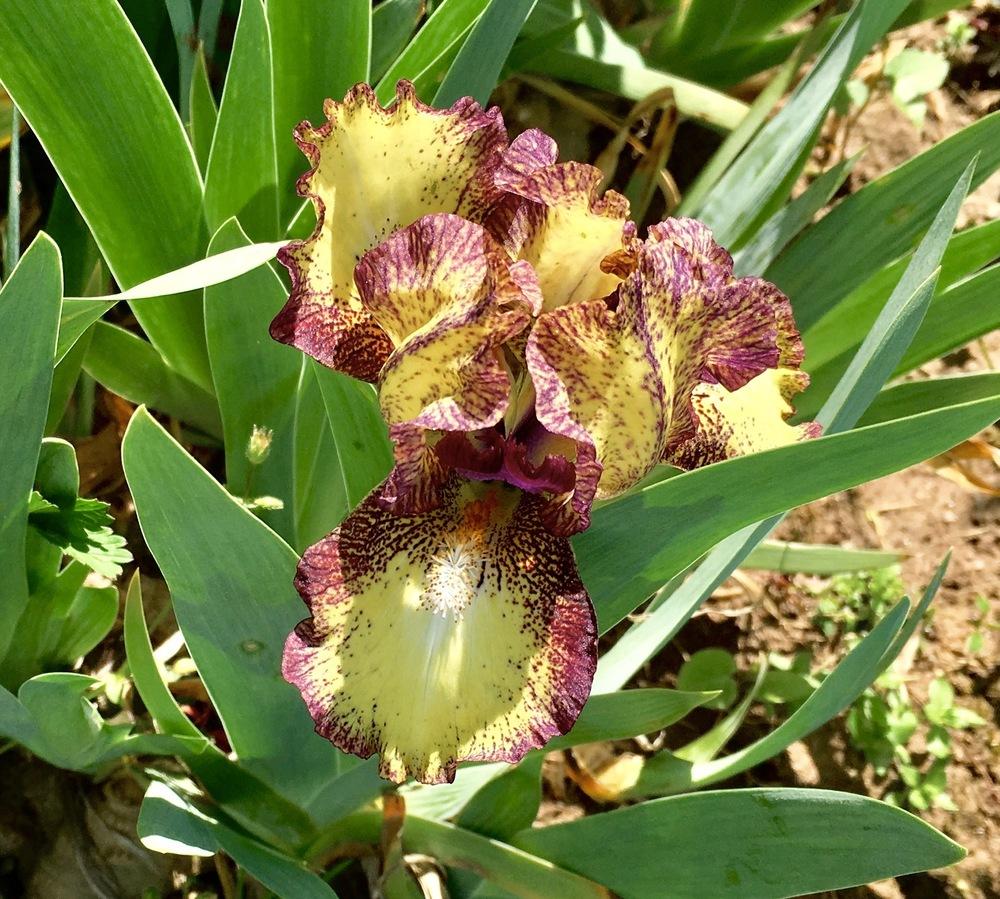 Photo of Standard Dwarf Bearded Iris (Iris 'Kaching') uploaded by Islandview