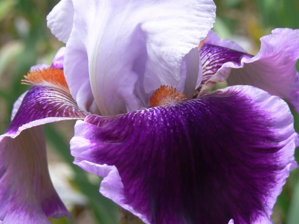 Photo of Tall Bearded Iris (Iris 'Gracious Curves') uploaded by janwax