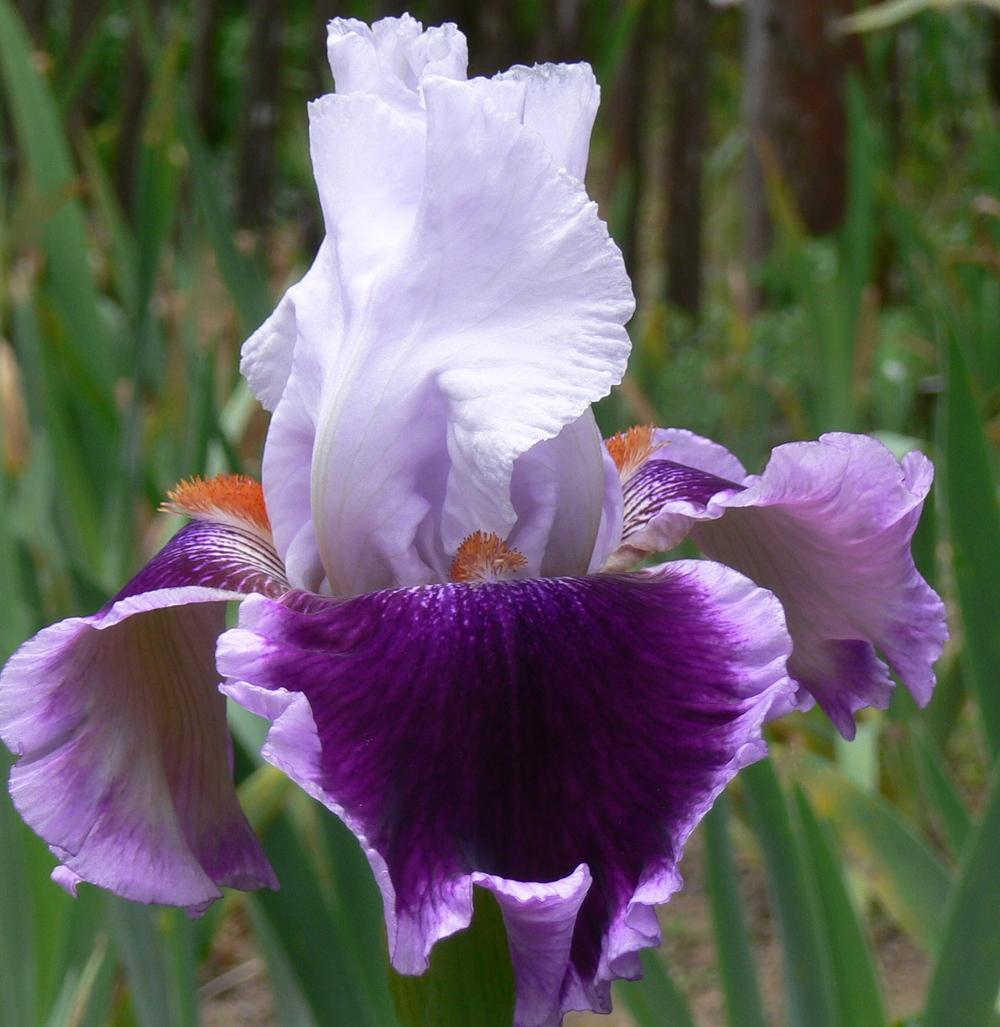 Photo of Tall Bearded Iris (Iris 'Gracious Curves') uploaded by janwax