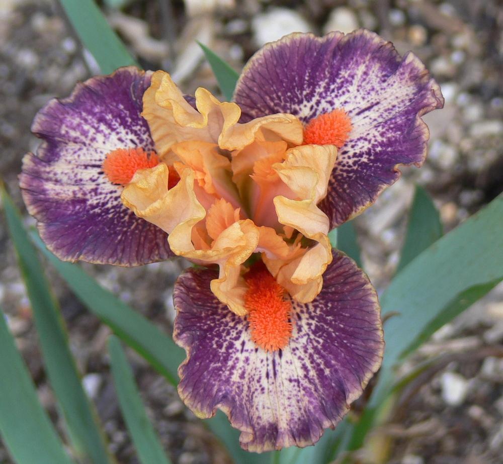 Photo of Standard Dwarf Bearded Iris (Iris 'Alaia') uploaded by janwax