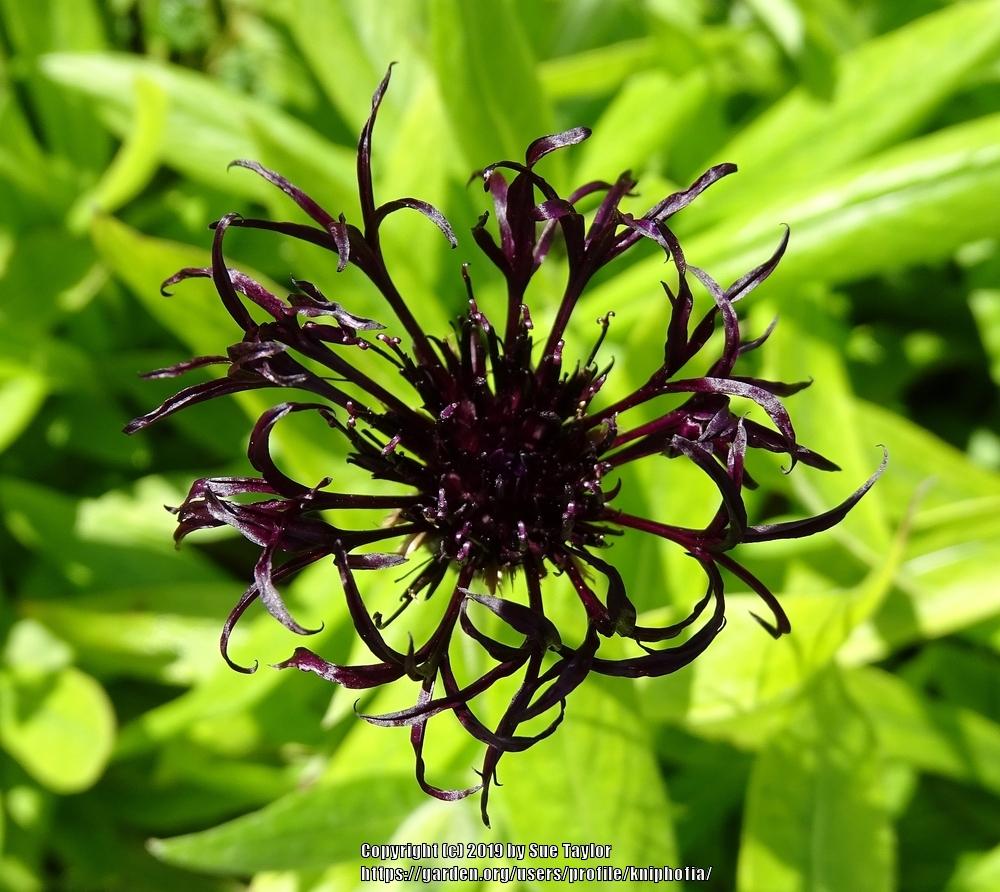 Photo of Mountain Cornflower (Centaurea montana 'Black Sprite') uploaded by kniphofia