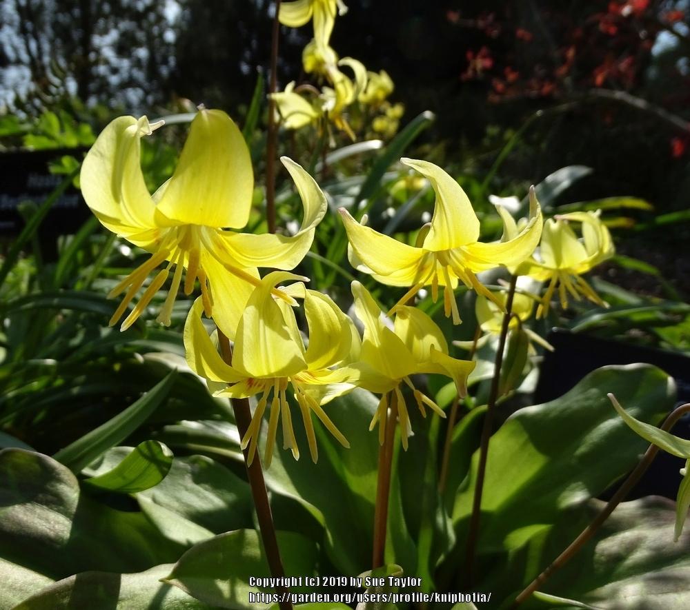 Photo of Trout Lily (Erythronium 'Pagoda') uploaded by kniphofia