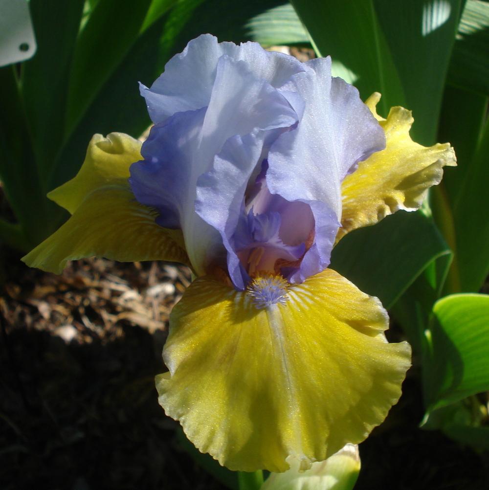 Photo of Intermediate Bearded Iris (Iris 'Bold Statement') uploaded by lovemyhouse