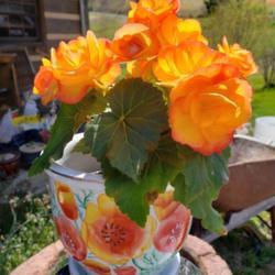 Location: ELIZABETHTON
Date: 2019-04-04
Gorgeous begonia in a pot that seems made for it