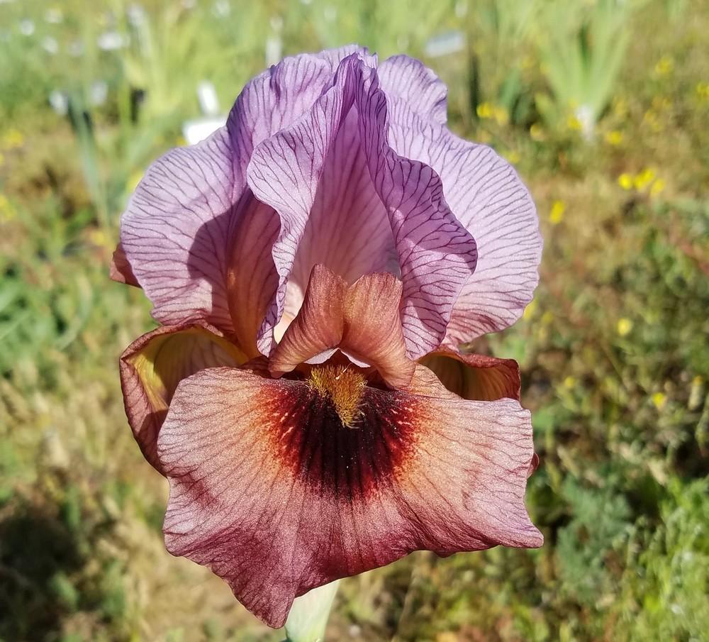 Photo of Arilbred Iris (Iris 'Bold Awakening') uploaded by MZiris
