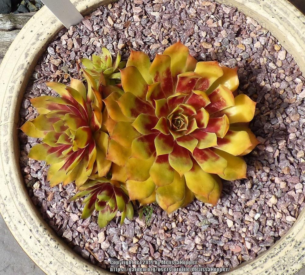 Photo of Hen and Chicks (Sempervivum 'Gold Nugget') uploaded by MelissaHopper