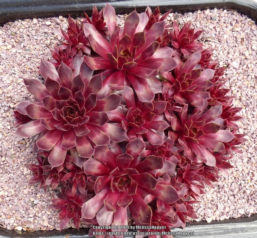 Photo of Hen and Chicks (Sempervivum 'Fuego') uploaded by MelissaHopper