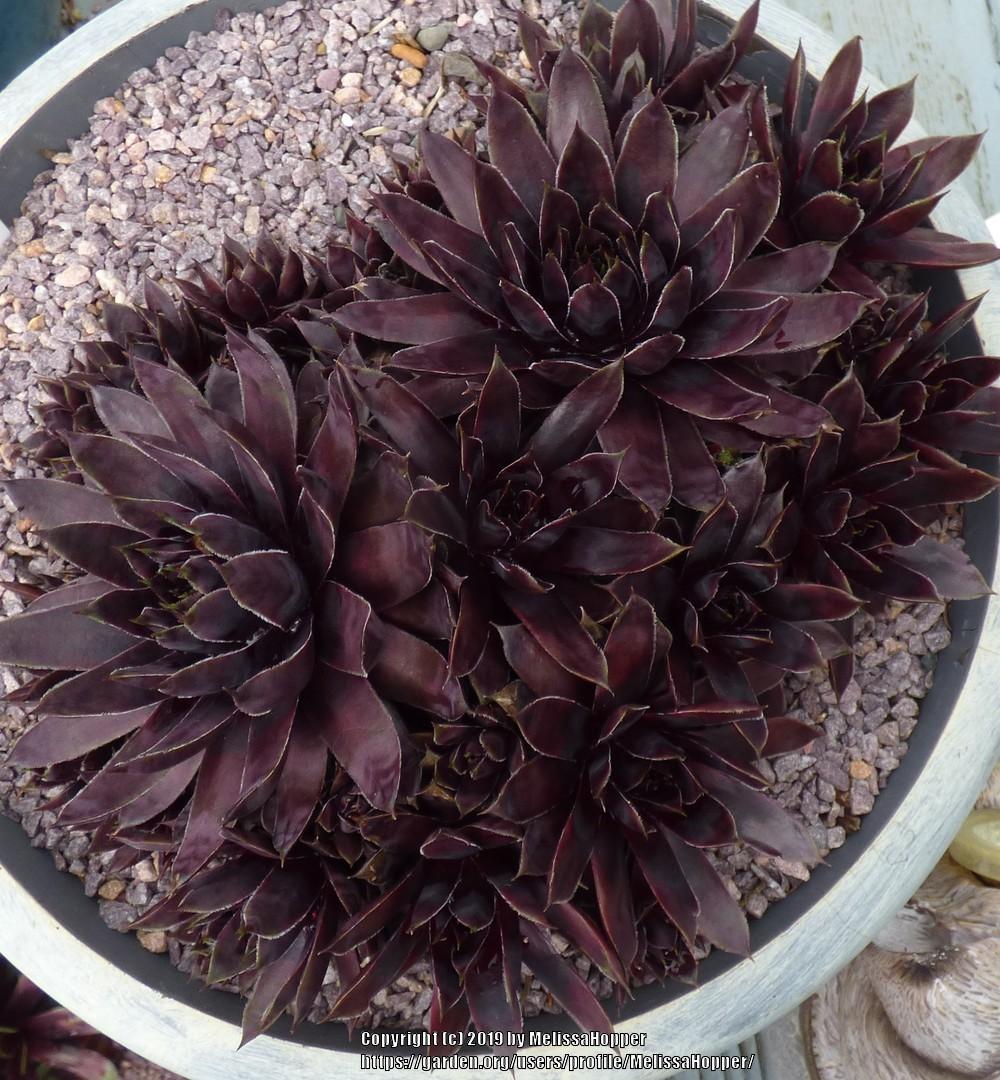 Photo of Hen and Chicks (Sempervivum 'Patent Leather Shoes') uploaded by MelissaHopper
