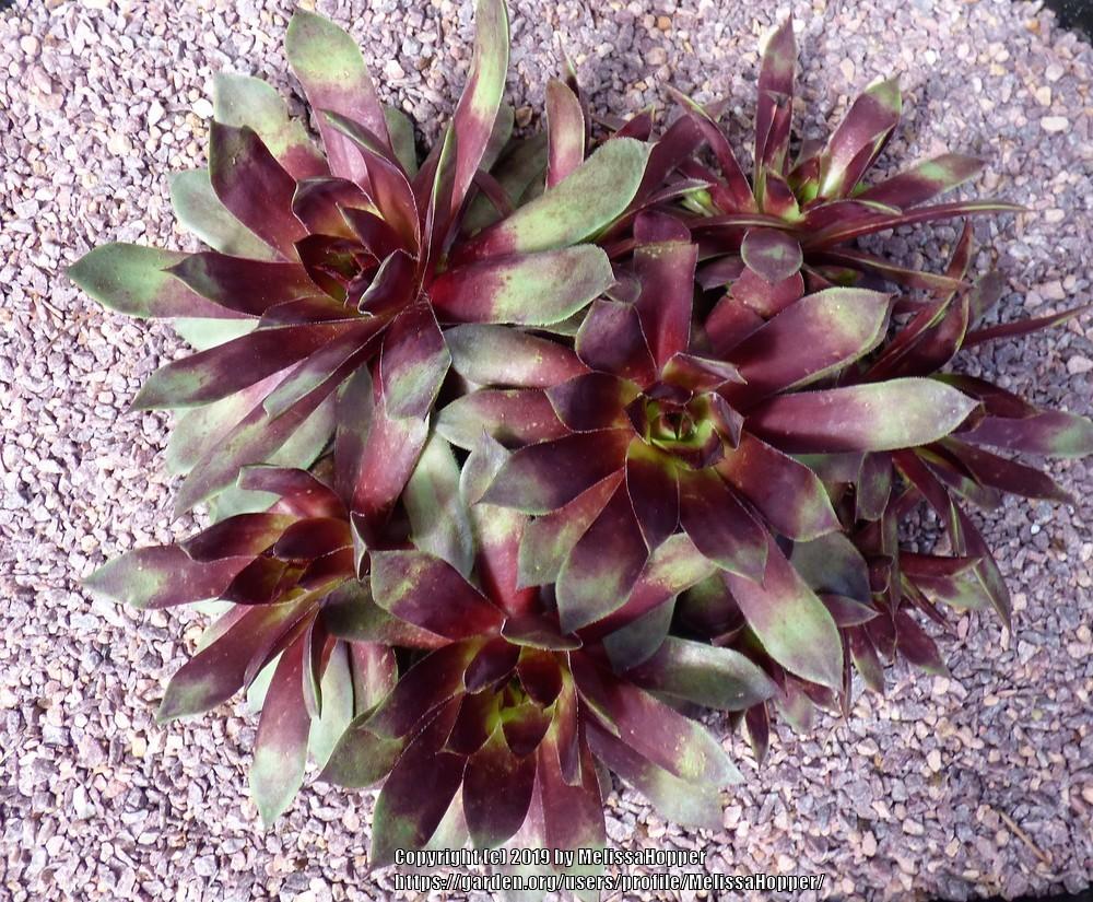 Photo of Hen and Chicks (Sempervivum 'Holly Jolly') uploaded by MelissaHopper
