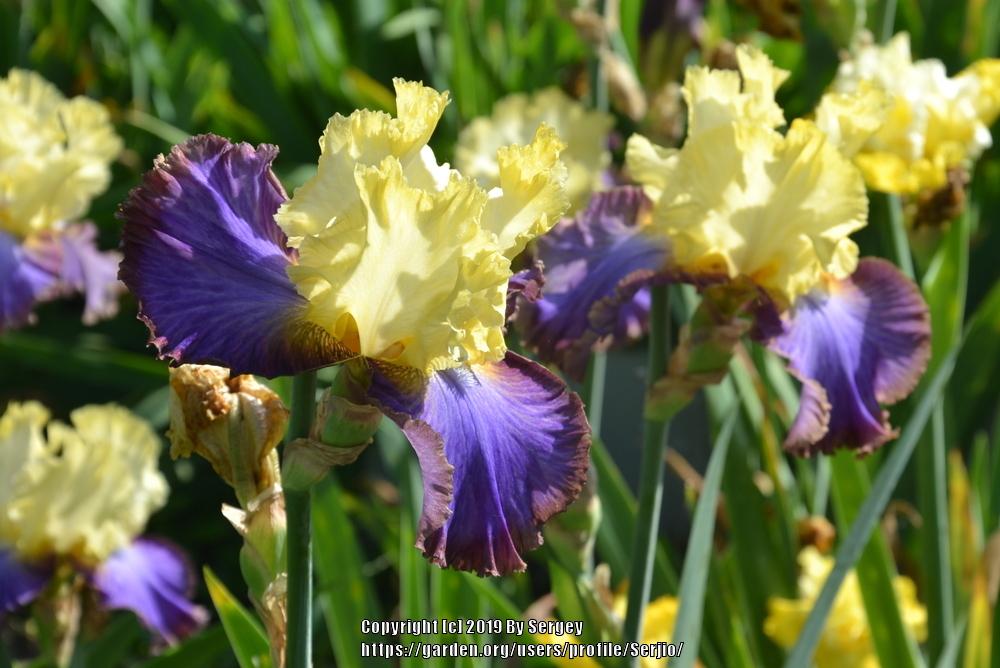 Photo of Tall Bearded Iris (Iris 'Adventurous') uploaded by Serjio
