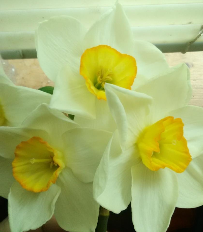 Photo of Large-Cupped Daffodil (Narcissus 'Roulette') uploaded by Tiff2884