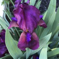 Location: My garden, Willow Valley Communities, Lakes Campus, Willow Street, Pennsylvania, USA
Date: 2019-04-21
Very early-blooming iris growing at my new home; would love to kn