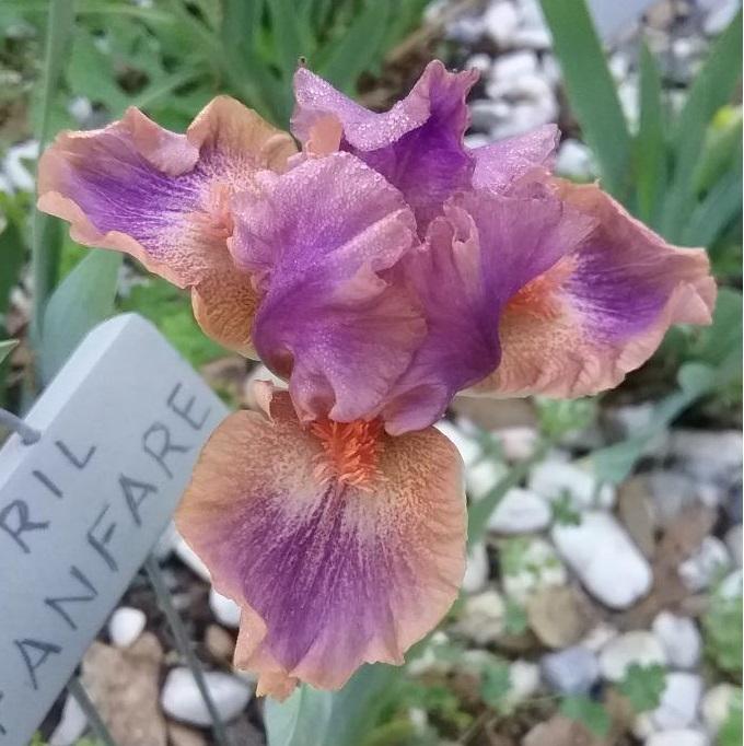 Photo of Standard Dwarf Bearded Iris (Iris 'April Fanfare') uploaded by grannysgarden