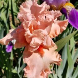 Location: Sacramento, CA
Date: 2019-04-21
first bloom (Alcazar is in background)