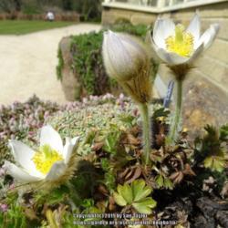 Location: RHS Harlow Carr alpine house, Yorkshire
Date: 2019-04-19