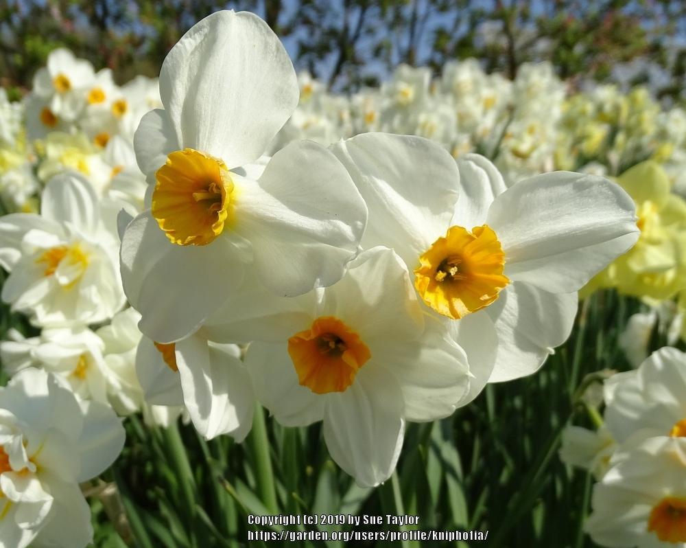 Photo of Daffodil (Narcissus 'Geranium') uploaded by kniphofia