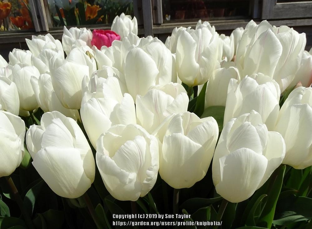 Photo of Tulip (Tulipa 'White Prince') uploaded by kniphofia