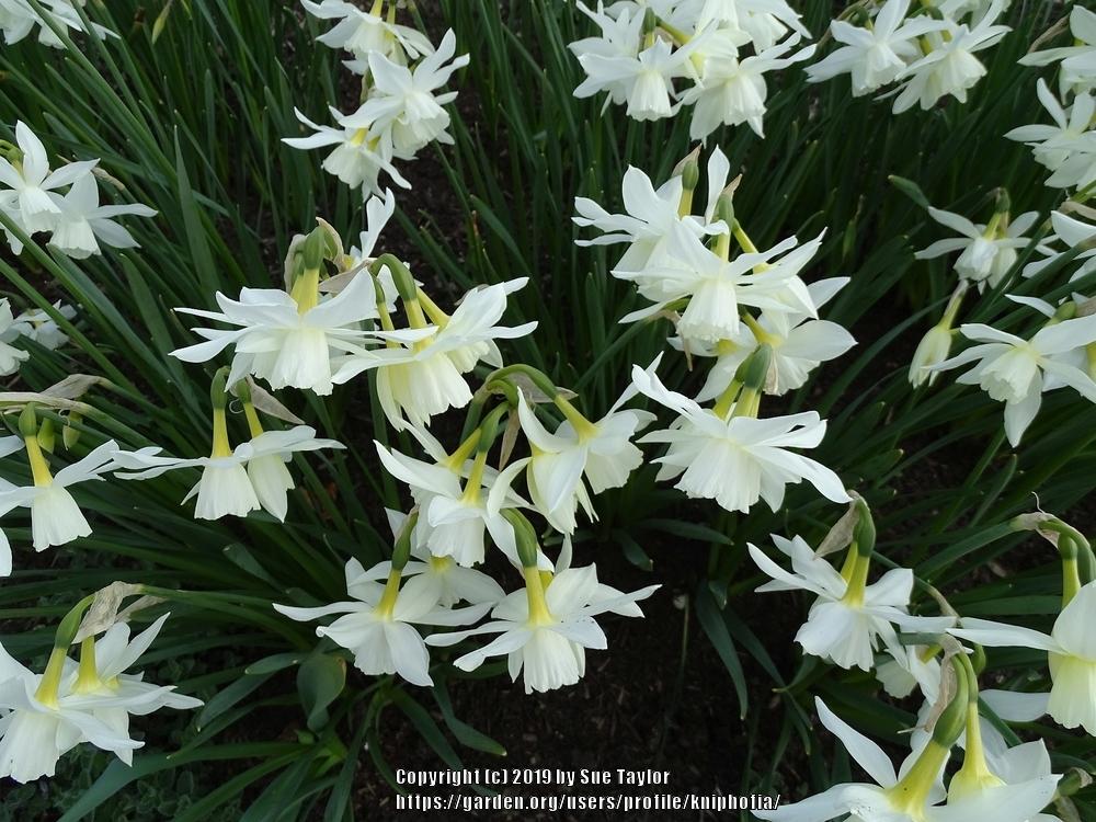 Photo of Triandrus Daffodil (Narcissus 'Thalia') uploaded by kniphofia