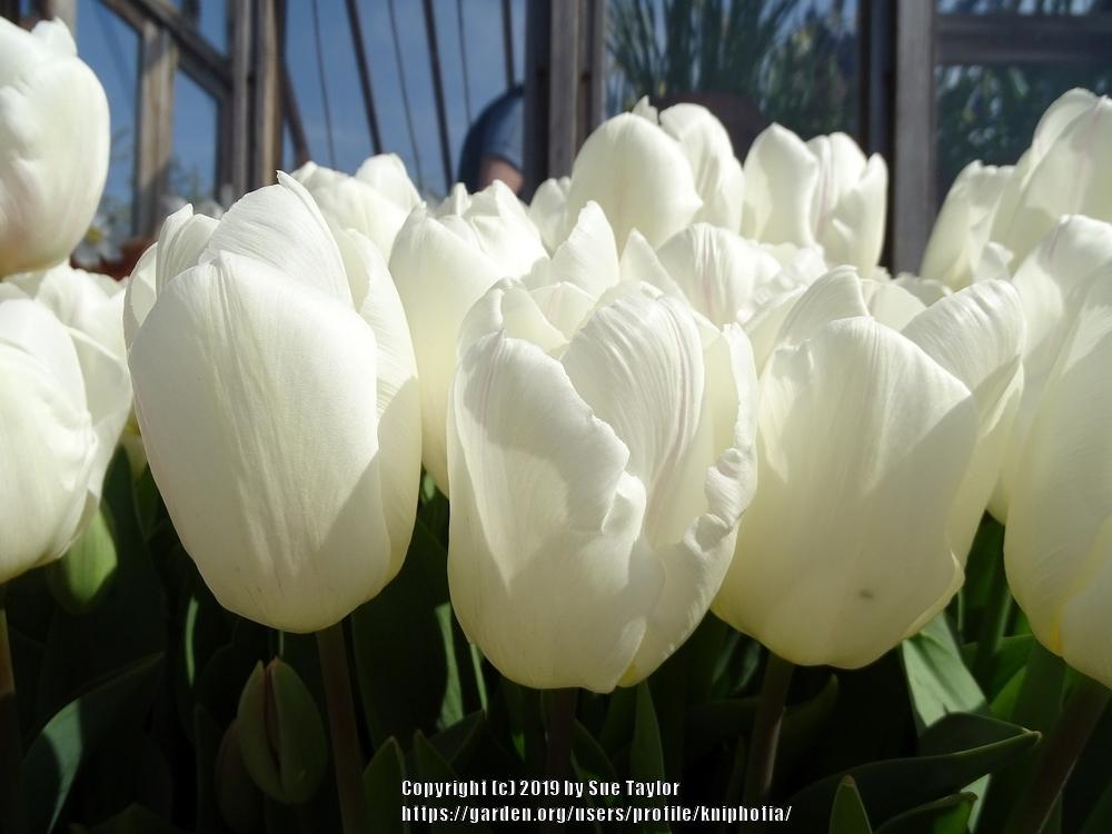 Photo of Tulip (Tulipa 'White Prince') uploaded by kniphofia