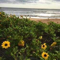 Location: Flagler Beach, FL zone 9a
Date: 2019-04-19
Plant growing in natural habitat of the beach dunes