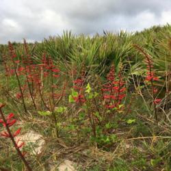 Location: Flagler Beach, FL zone 9a
Date: 2019-04-19
Plant growing in natural habitat in sandy coastal dunes.