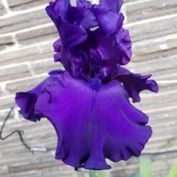 Location: my yard
Date: 04/22/19
DC is my all time favorite iris!