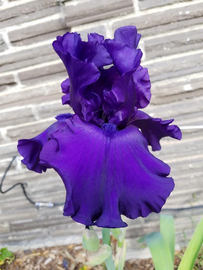 Photo of Tall Bearded Iris (Iris 'Dusky Challenger') uploaded by txtreehugger